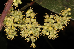 Zanthoxylum tetraspermum